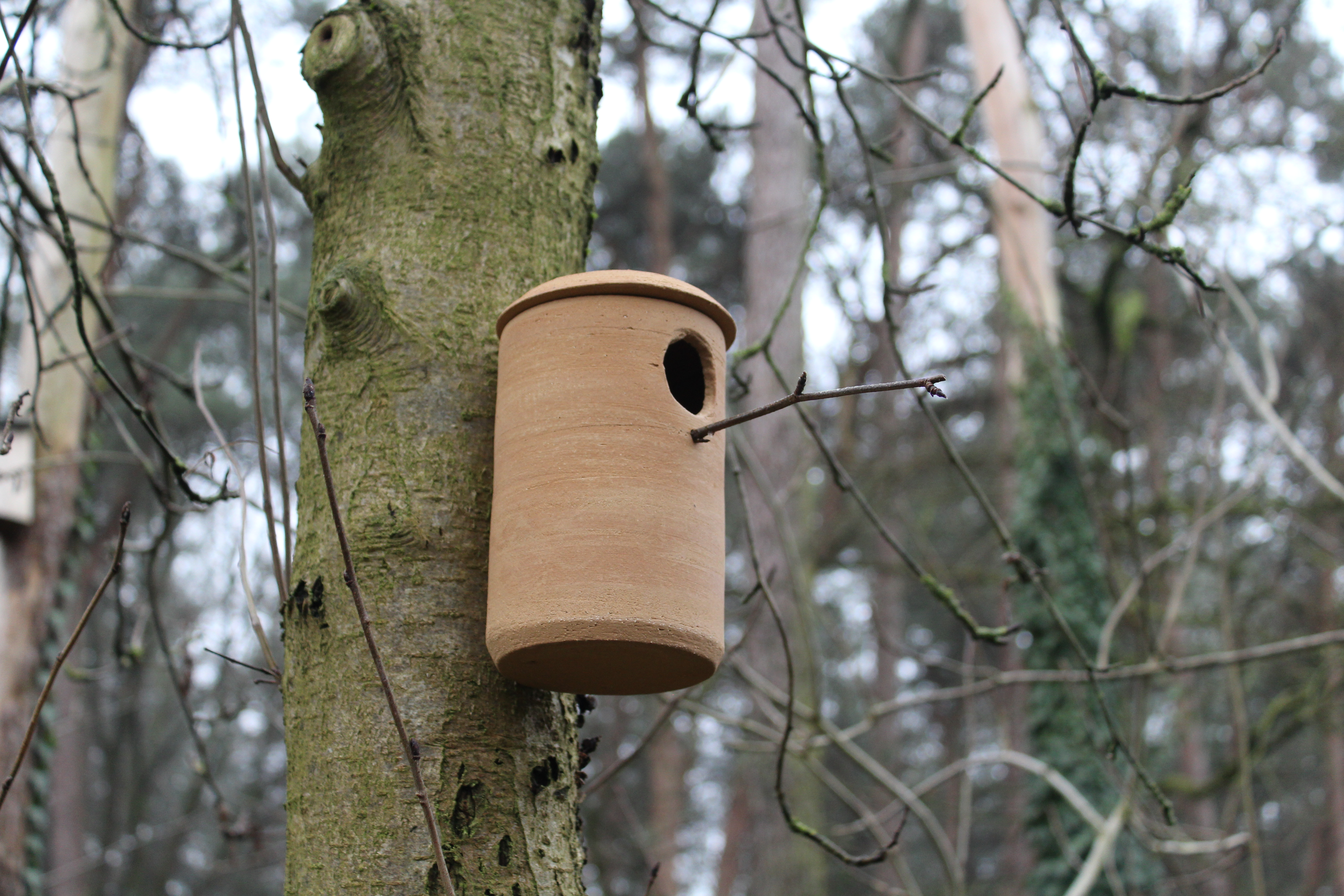 Vogelnestje Vogelnestje
